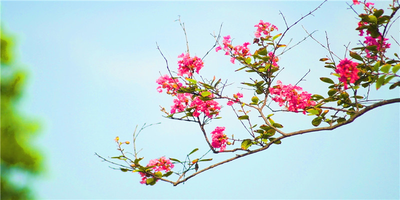 春花浪漫，此时春天就在海专校园